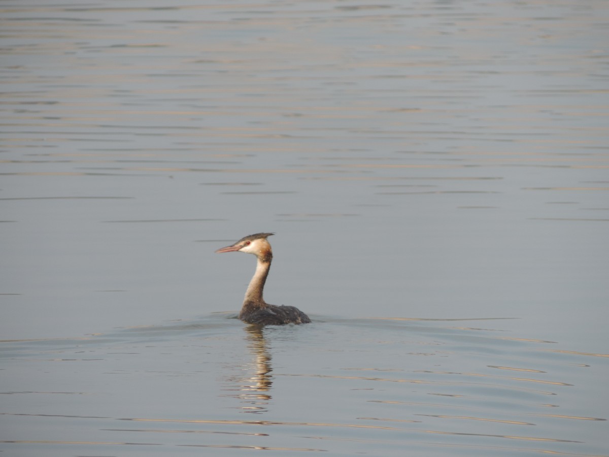 Great Crested Grebe - ML109549451