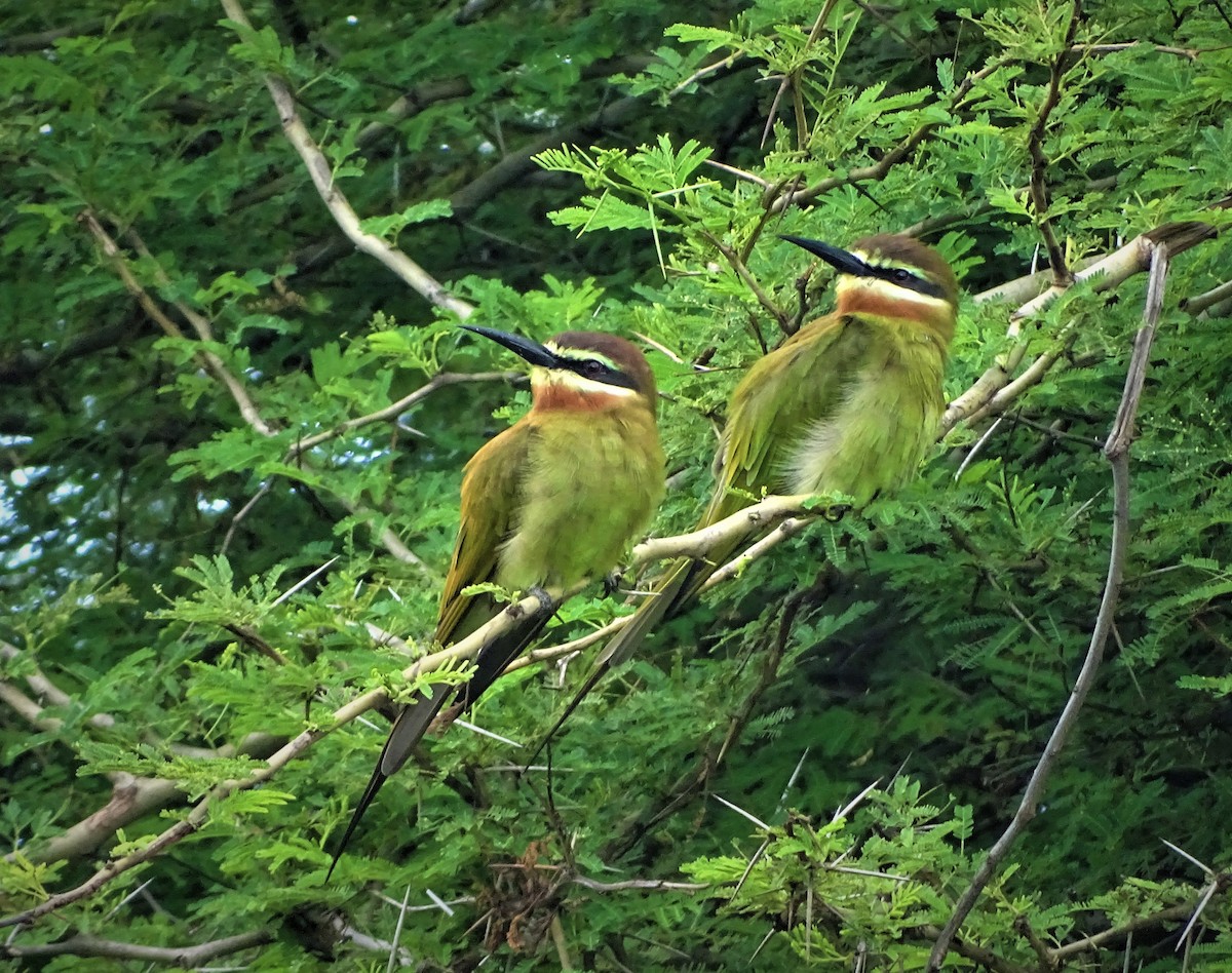 Madagascar Bee-eater - ML109554011