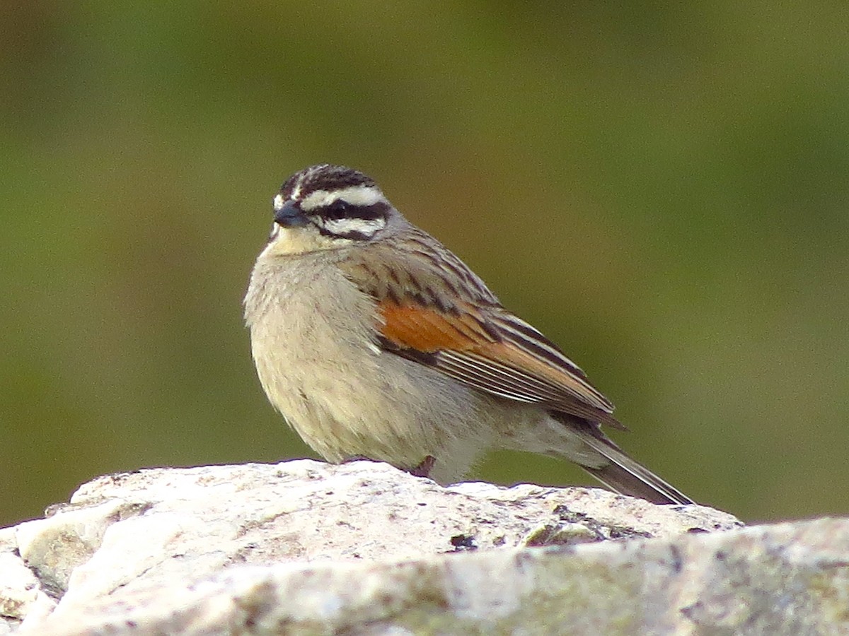 Cape Bunting - Ted Floyd