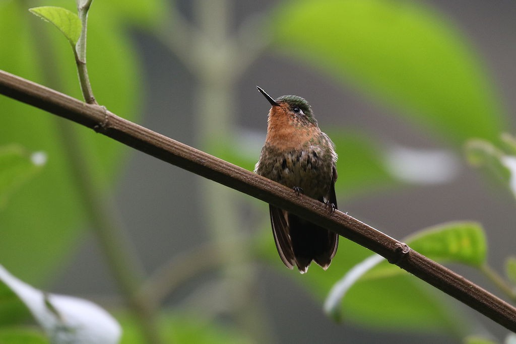kolibřík dřišťálový - ML109554731