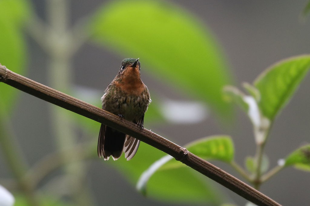 kolibřík dřišťálový - ML109554741