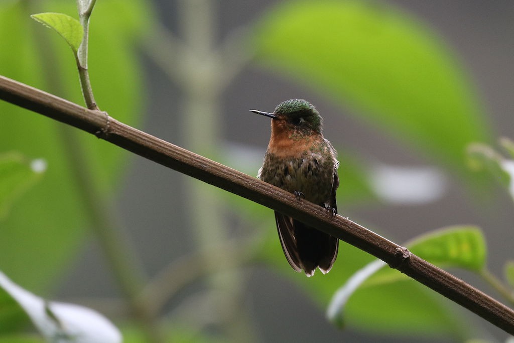 kolibřík dřišťálový - ML109554751