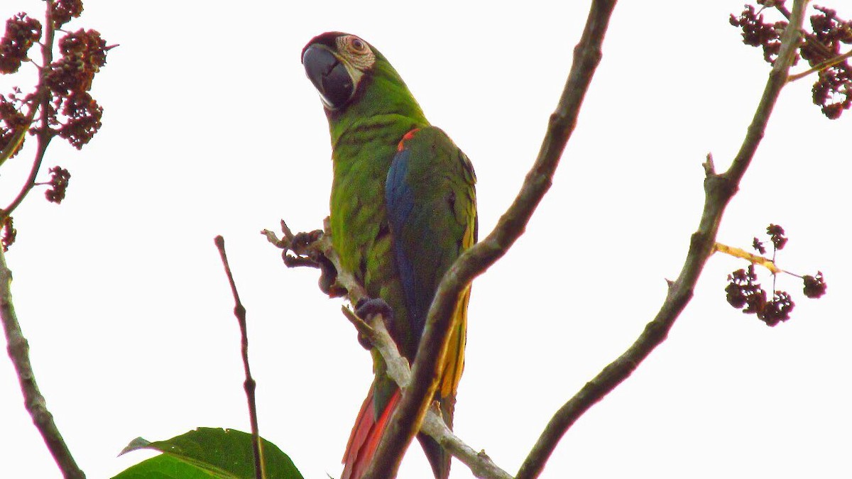 Chestnut-fronted Macaw - ML109556021