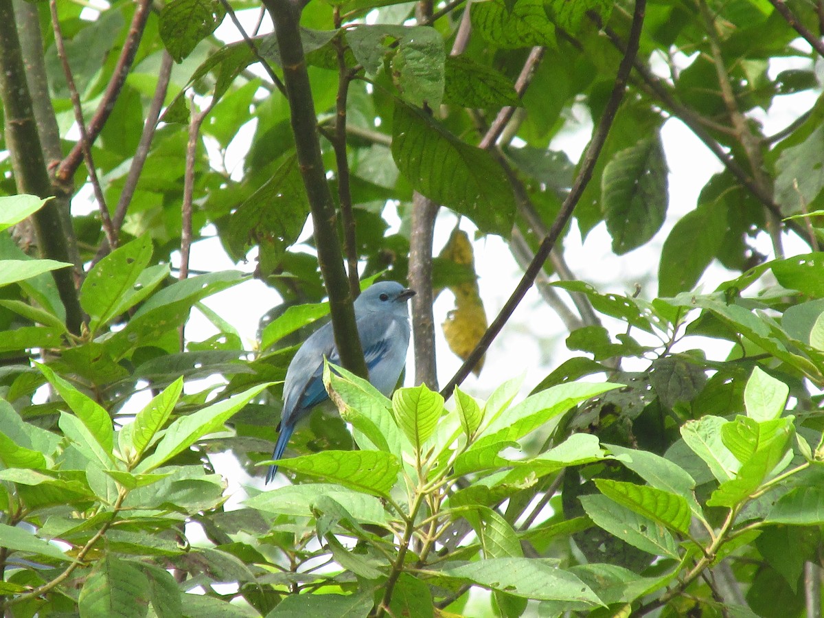 Blue-gray Tanager - ML109557051