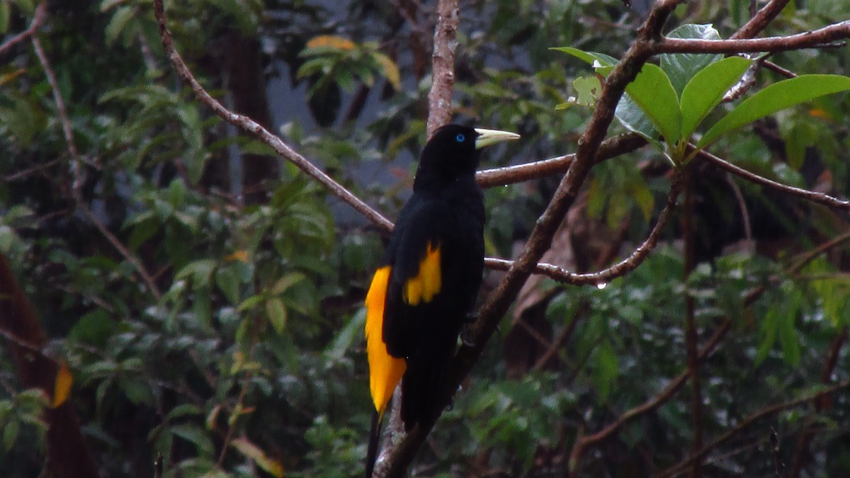 Yellow-rumped Cacique - ML109557281