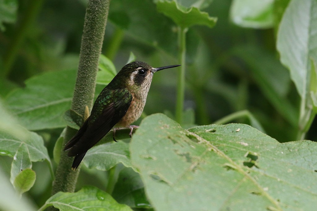 Speckled Hummingbird - ML109559281