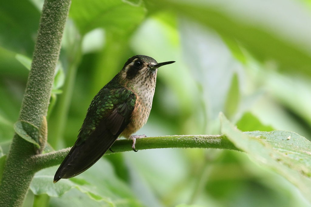 Speckled Hummingbird - William Hull