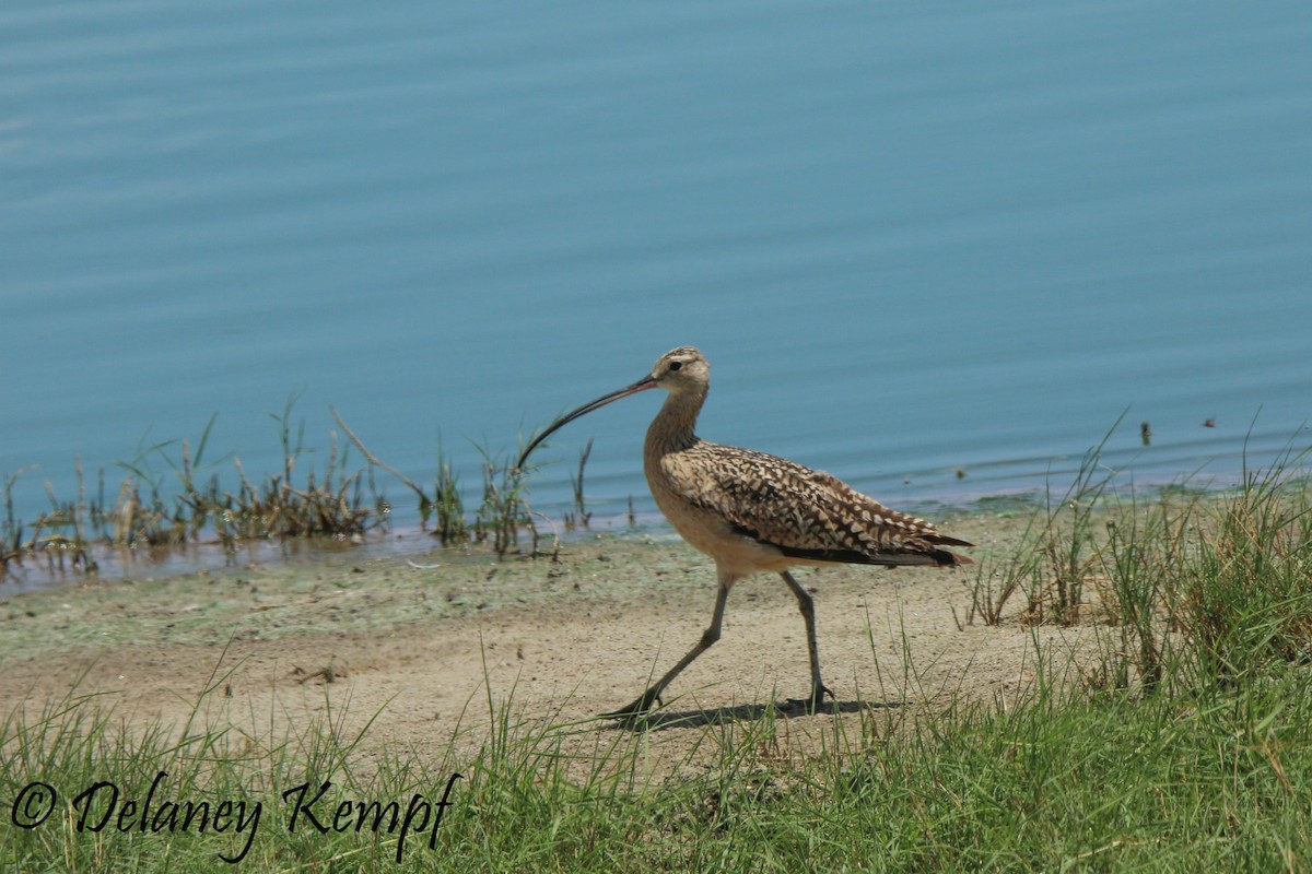Long-billed Curlew - Delaney Kempf