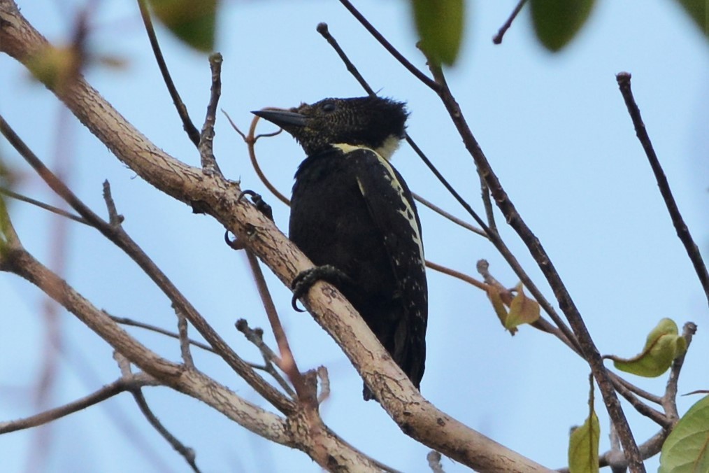 Black-and-buff Woodpecker - David Hollie