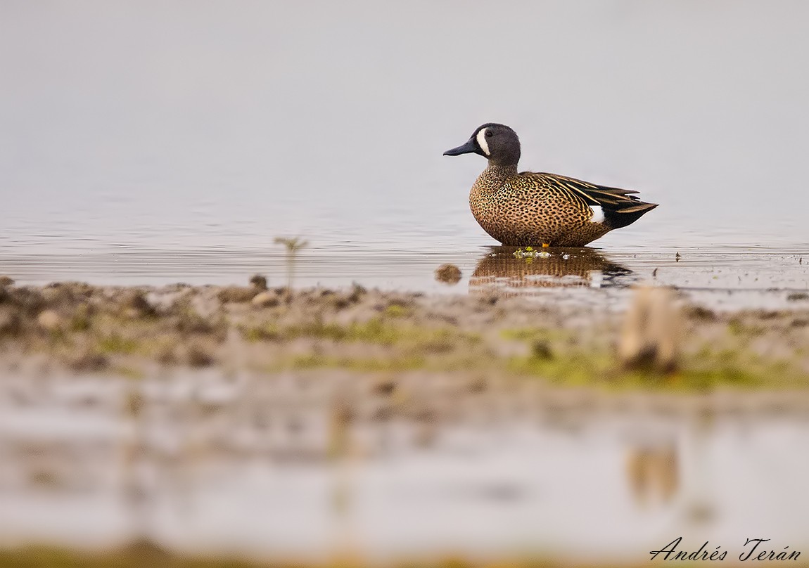 Blue-winged Teal - ML109562551