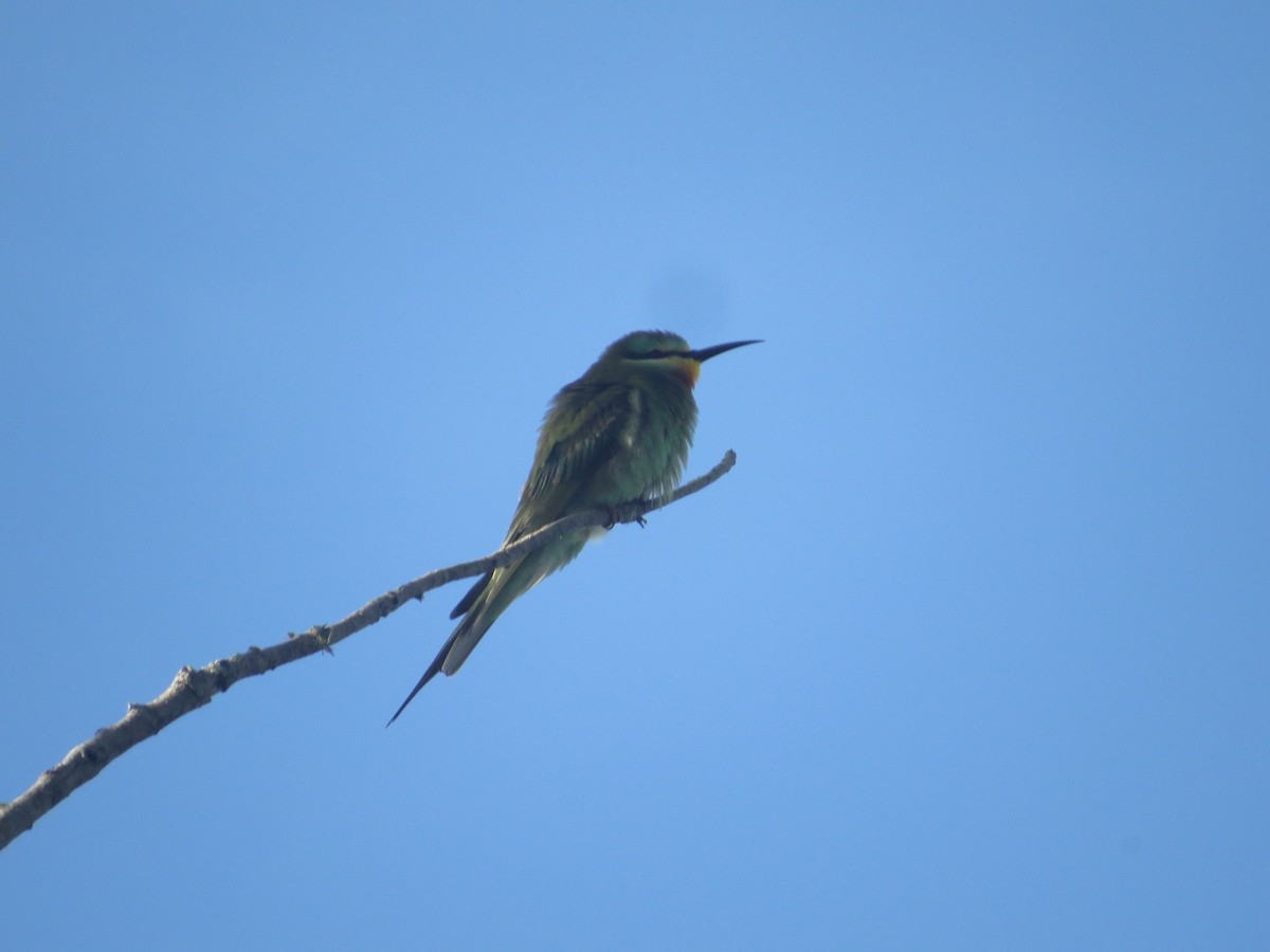 Blue-cheeked Bee-eater - ML109564281