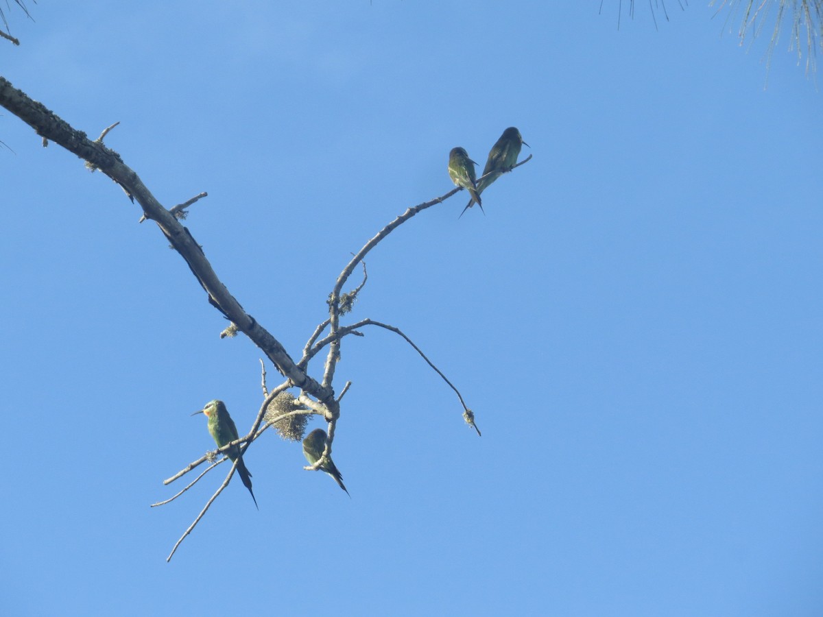 Blue-cheeked Bee-eater - Gabriel Jamie