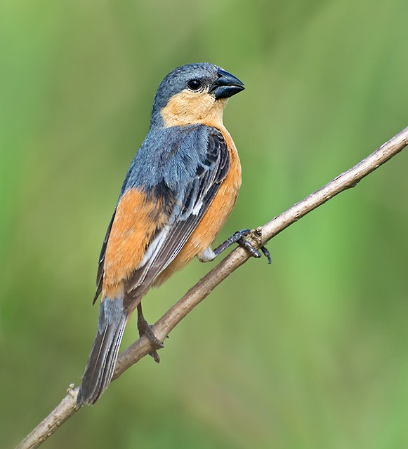 Tawny-bellied Seedeater - ML109564571