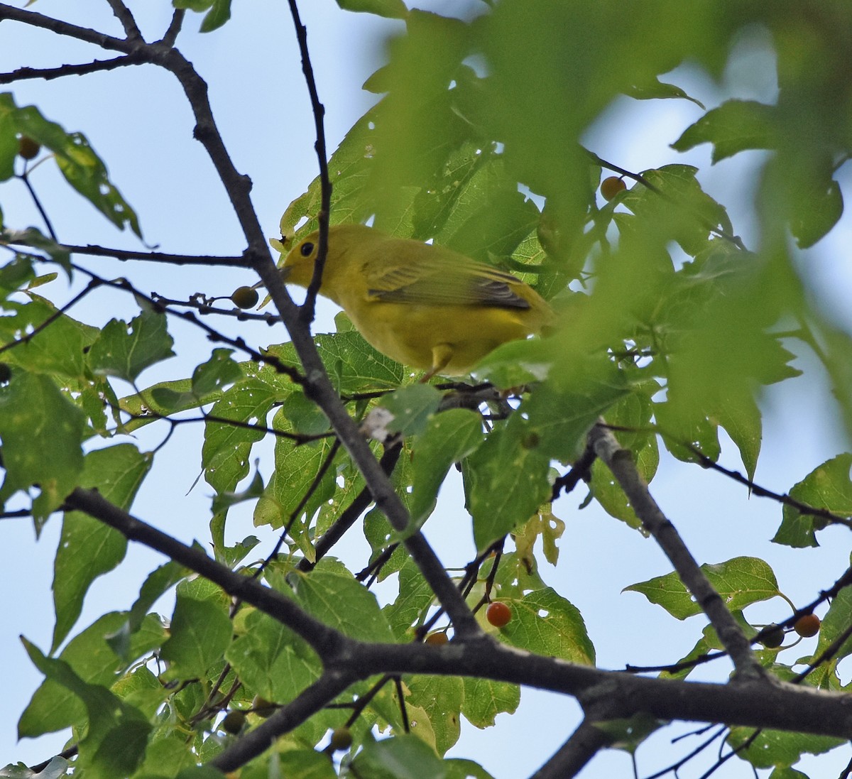 Yellow Warbler - ML109564681