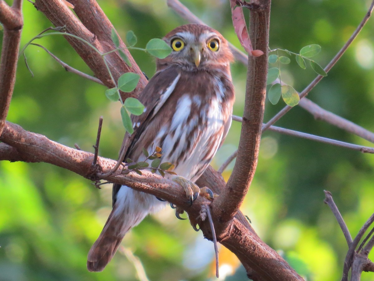 Ferruginous Pygmy-Owl (Ferruginous) - Brian Ahern