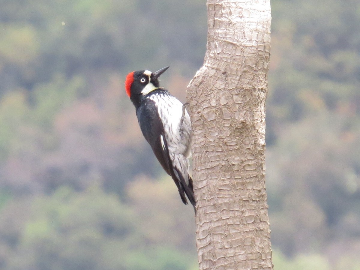 Acorn Woodpecker (Acorn) - Brian Ahern