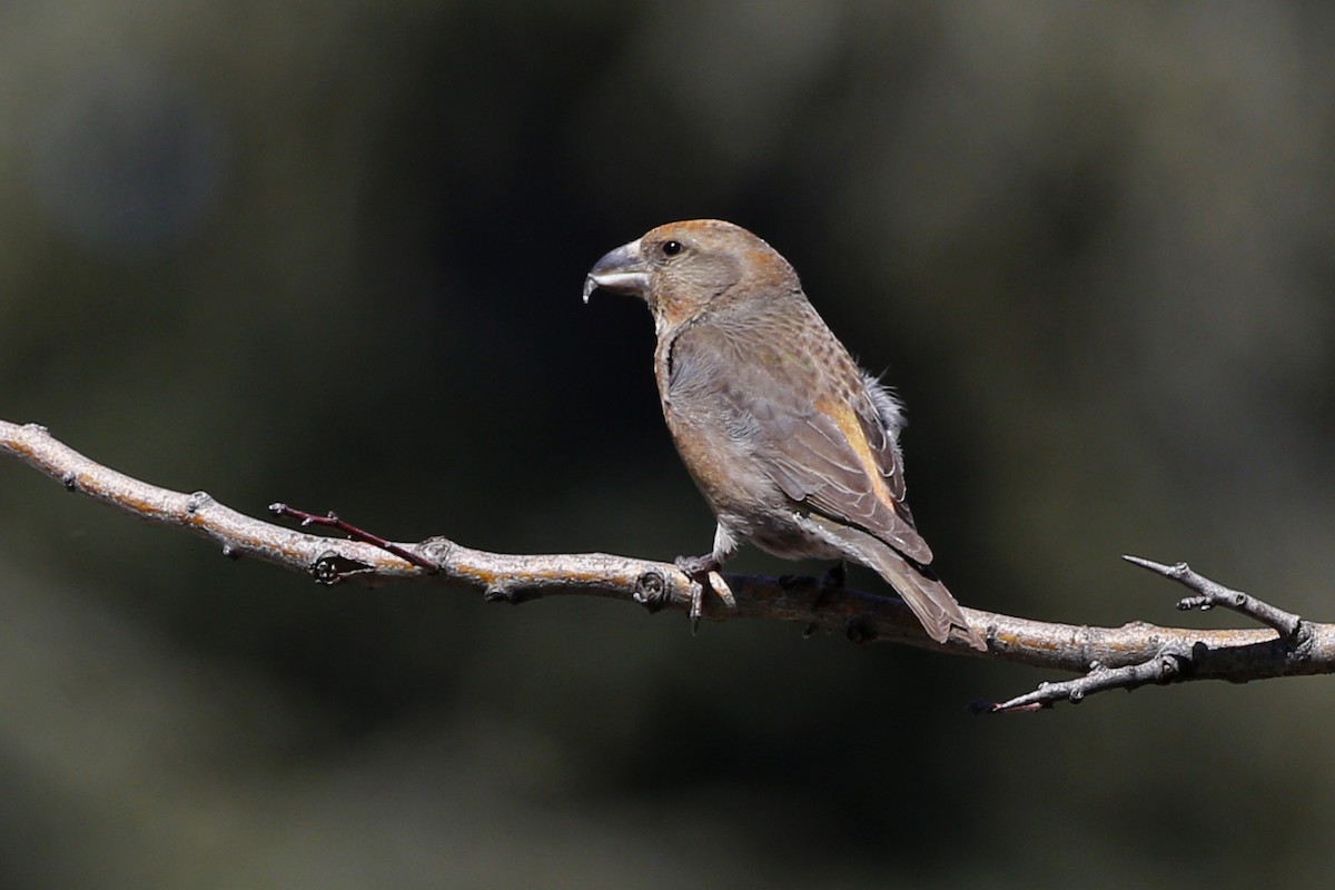 Red Crossbill (North African) - Laura Keene