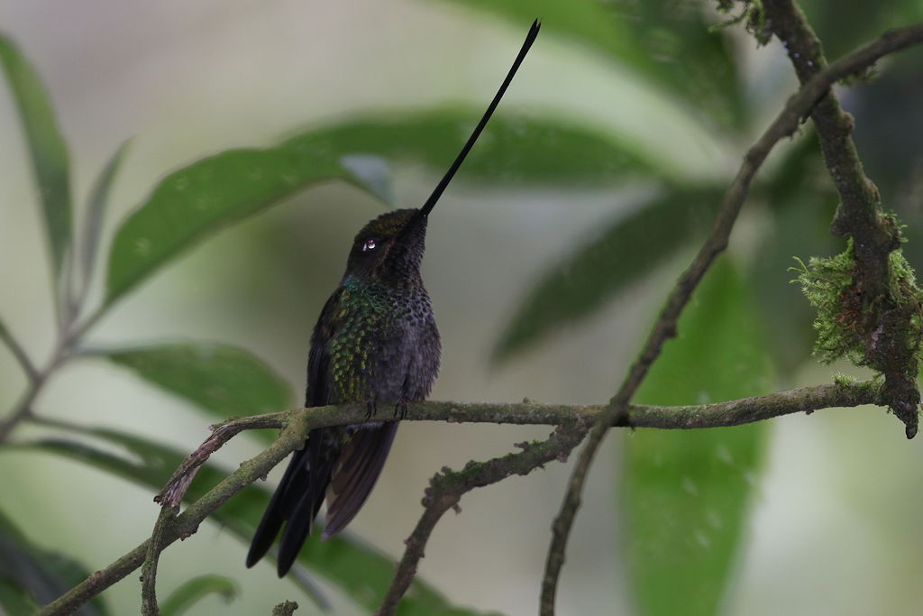 Sword-billed Hummingbird - William Hull