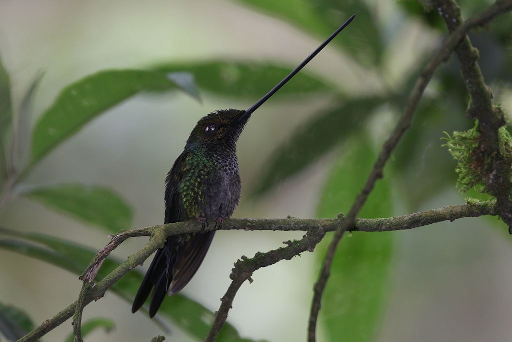 Sword-billed Hummingbird - ML109568851