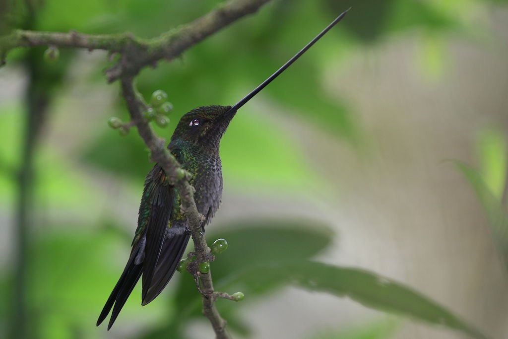 Sword-billed Hummingbird - ML109568861
