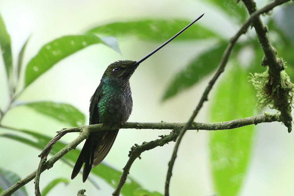 Sword-billed Hummingbird - ML109568871