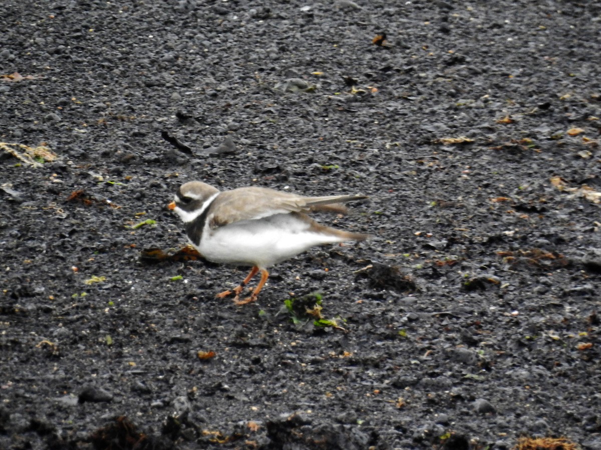 Common Ringed Plover - ML109569681