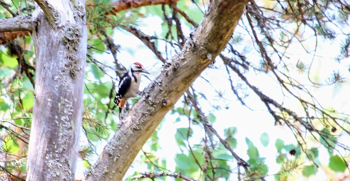 Great Spotted Woodpecker - ML109570901