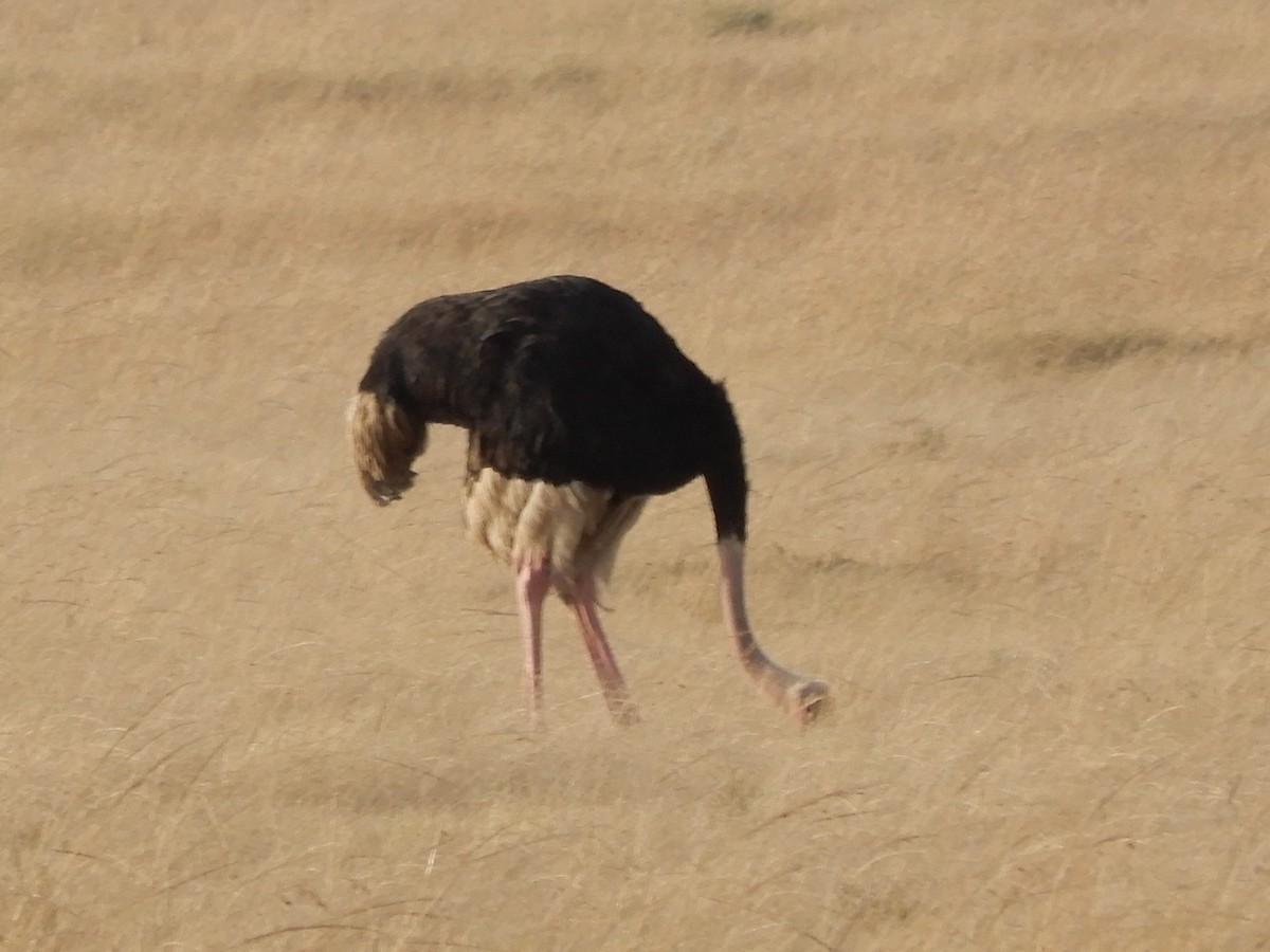Common Ostrich - ML109572001