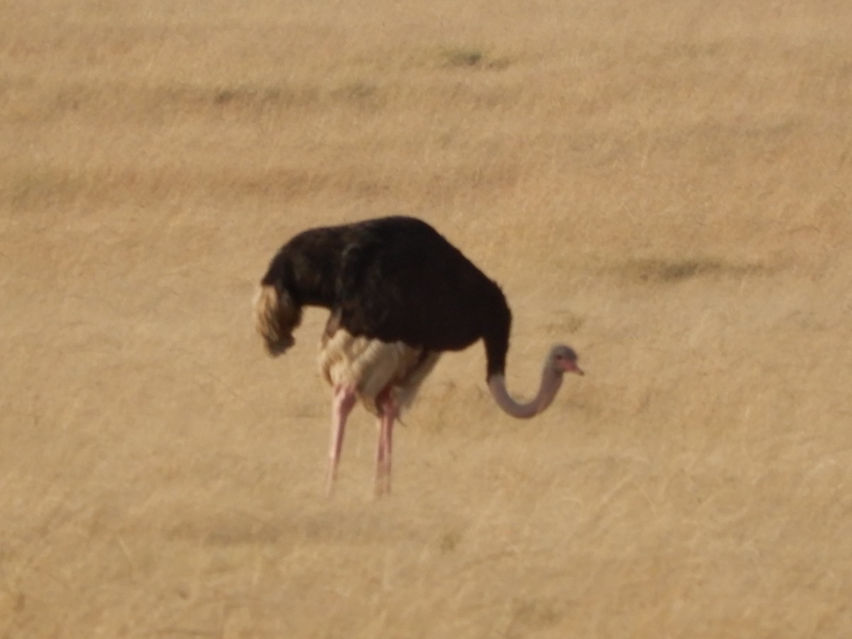 Common Ostrich - ML109572011