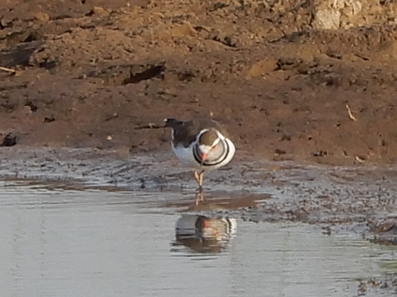 Three-banded Plover - ML109572031