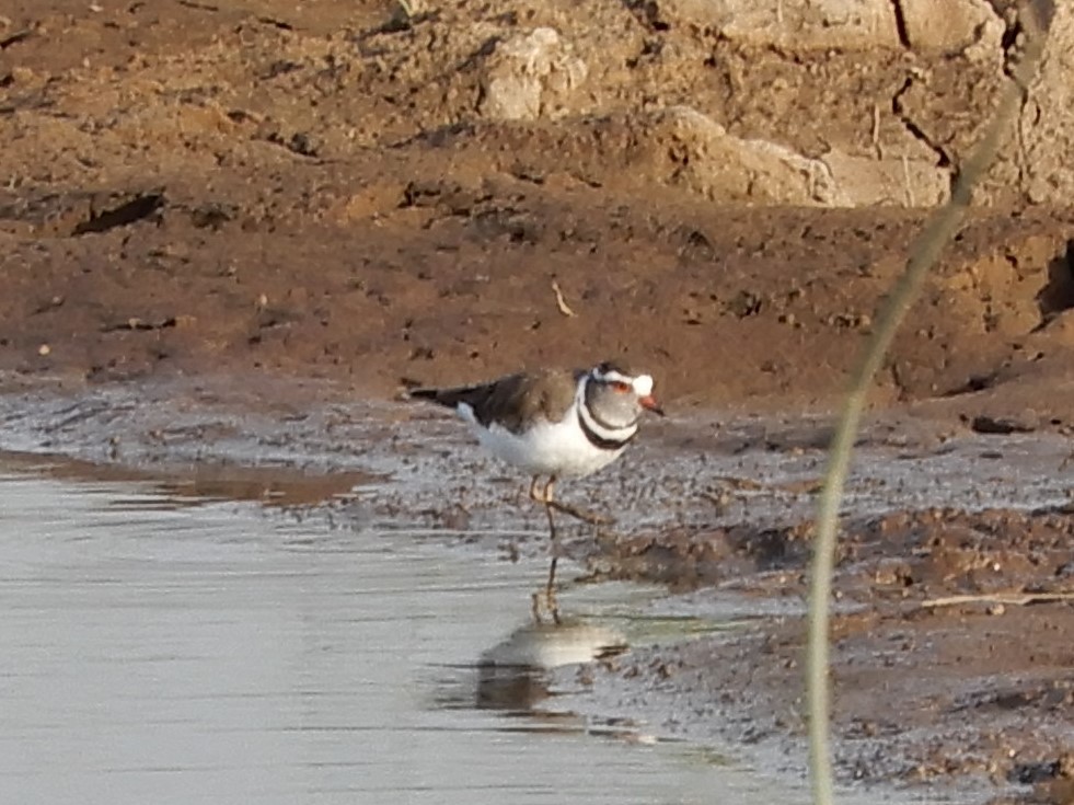 Three-banded Plover - ML109572081