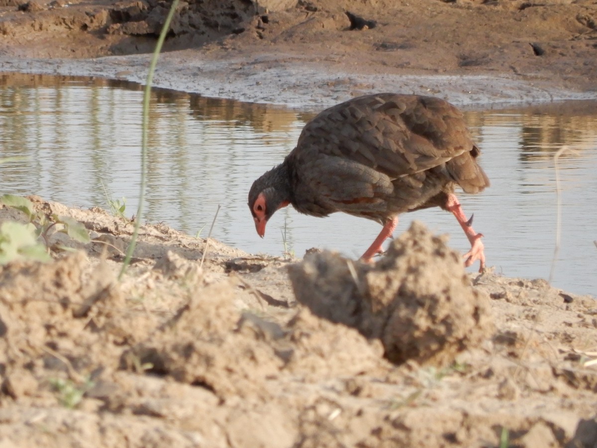 Red-necked Spurfowl - ML109572491
