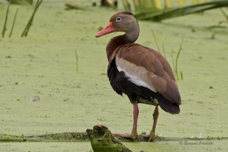 Black-bellied Whistling-Duck (fulgens), ML109573521