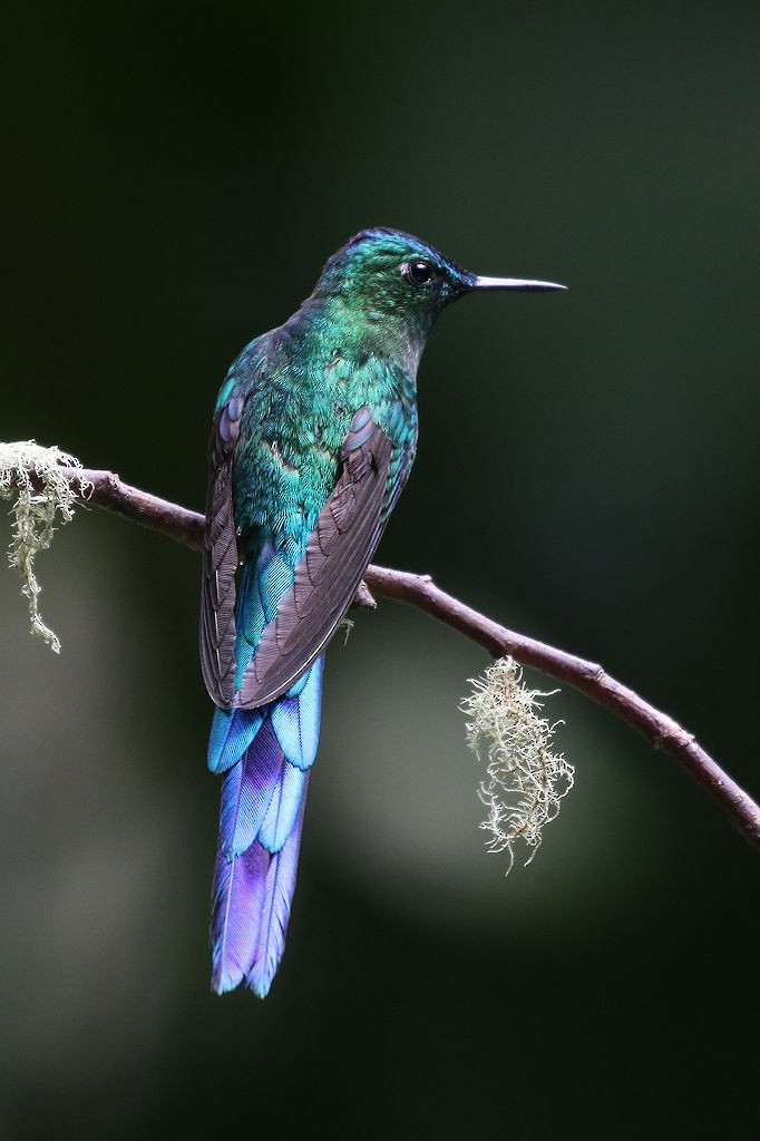 Long-tailed Sylph - William Hull