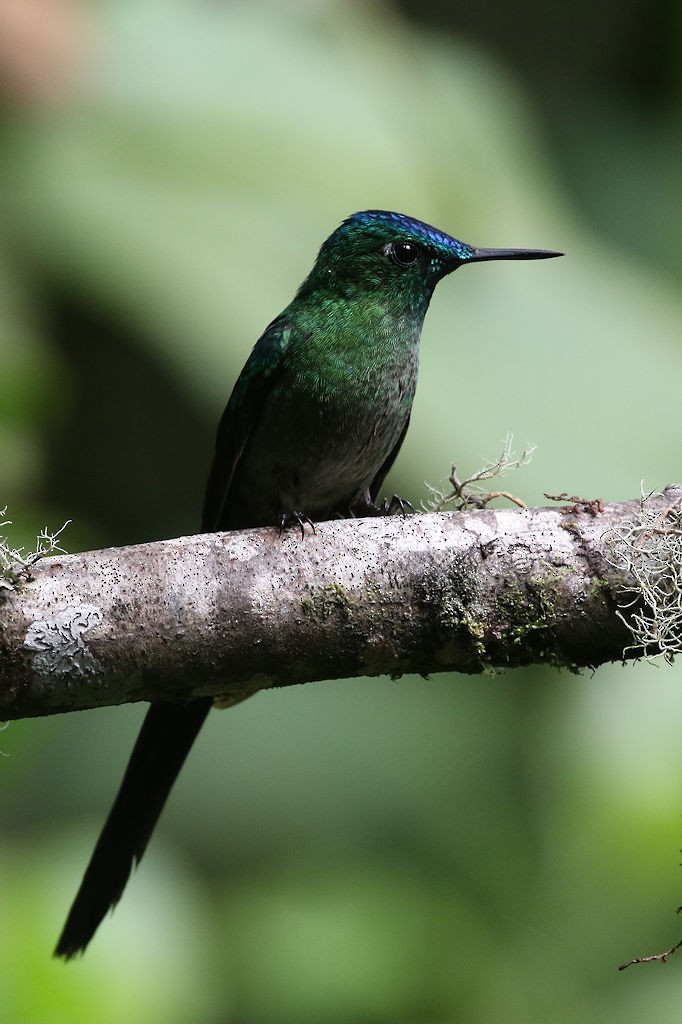 Long-tailed Sylph - ML109573911
