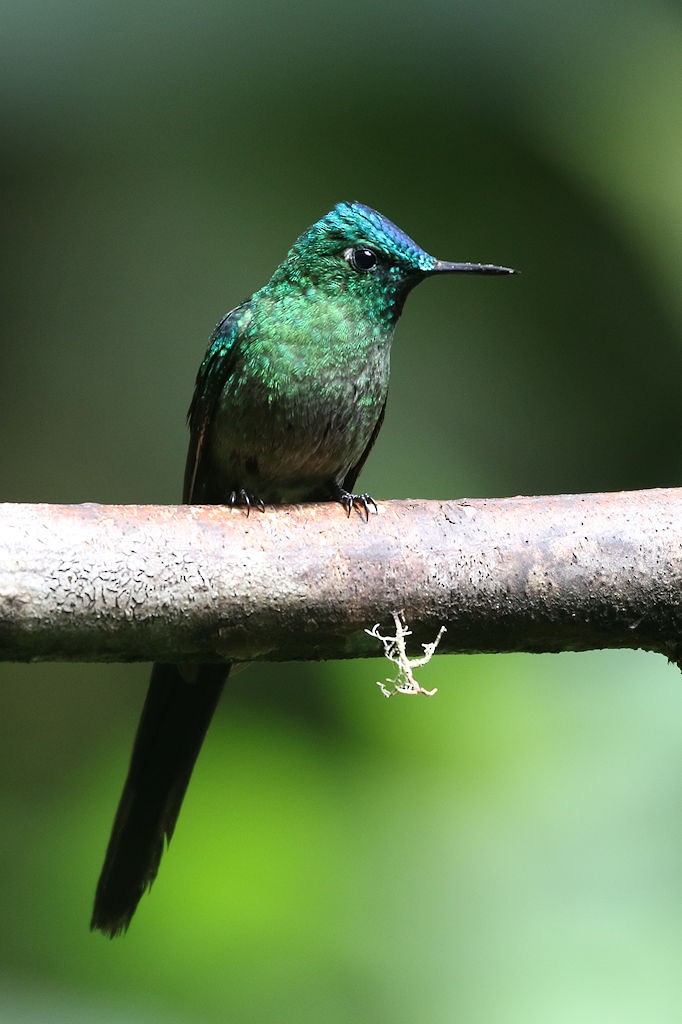 Long-tailed Sylph - ML109573921