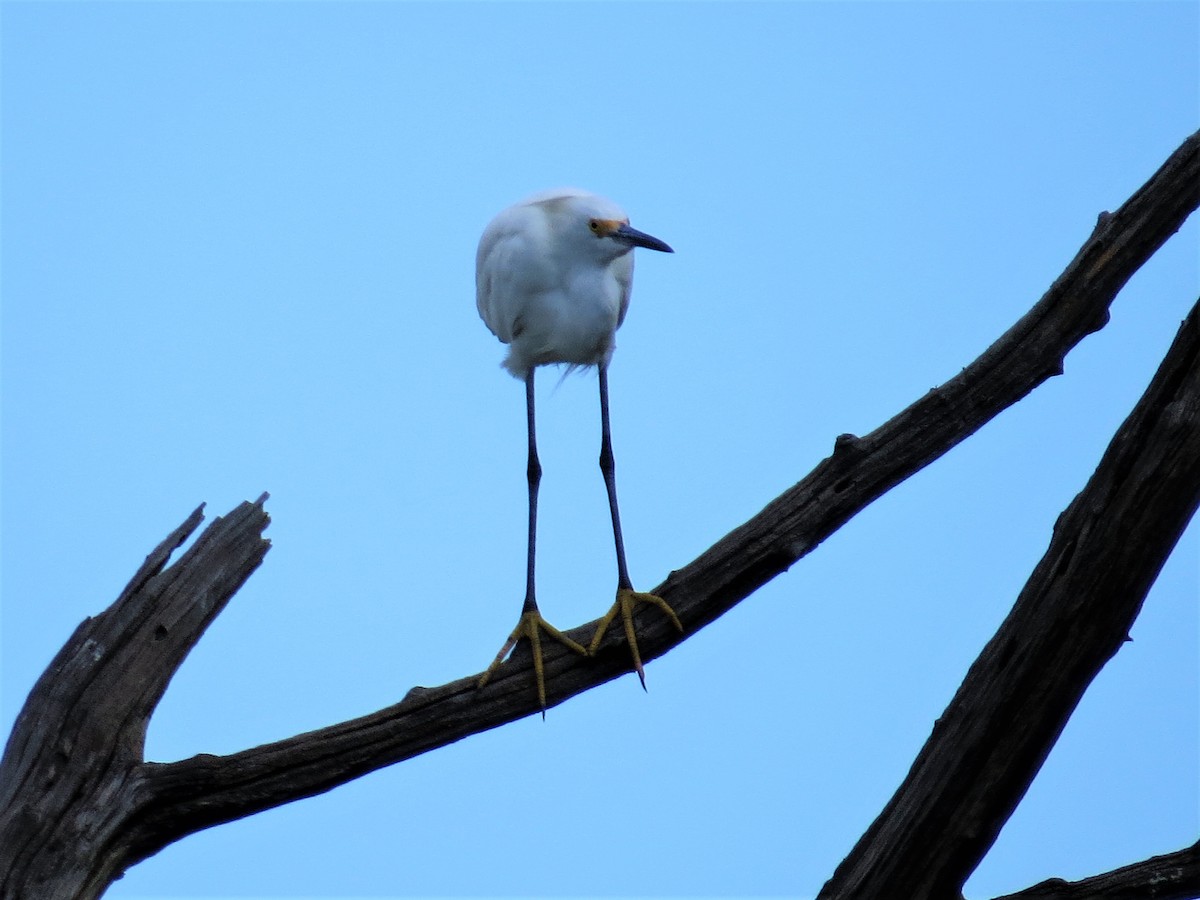 Snowy Egret - valerie heemstra