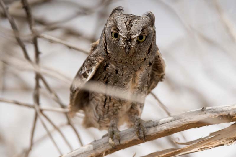 Eurasian Scops-Owl - AREF ALAWADHI