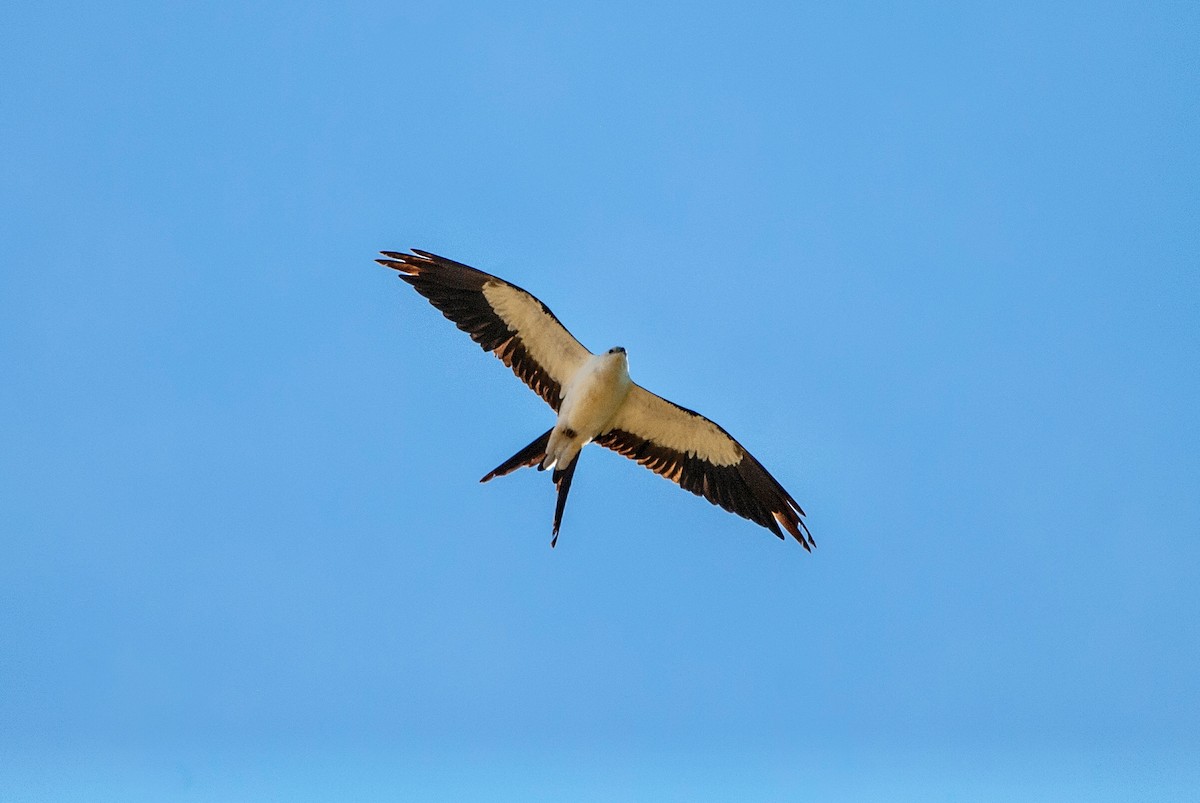 Swallow-tailed Kite - Andrew Simon