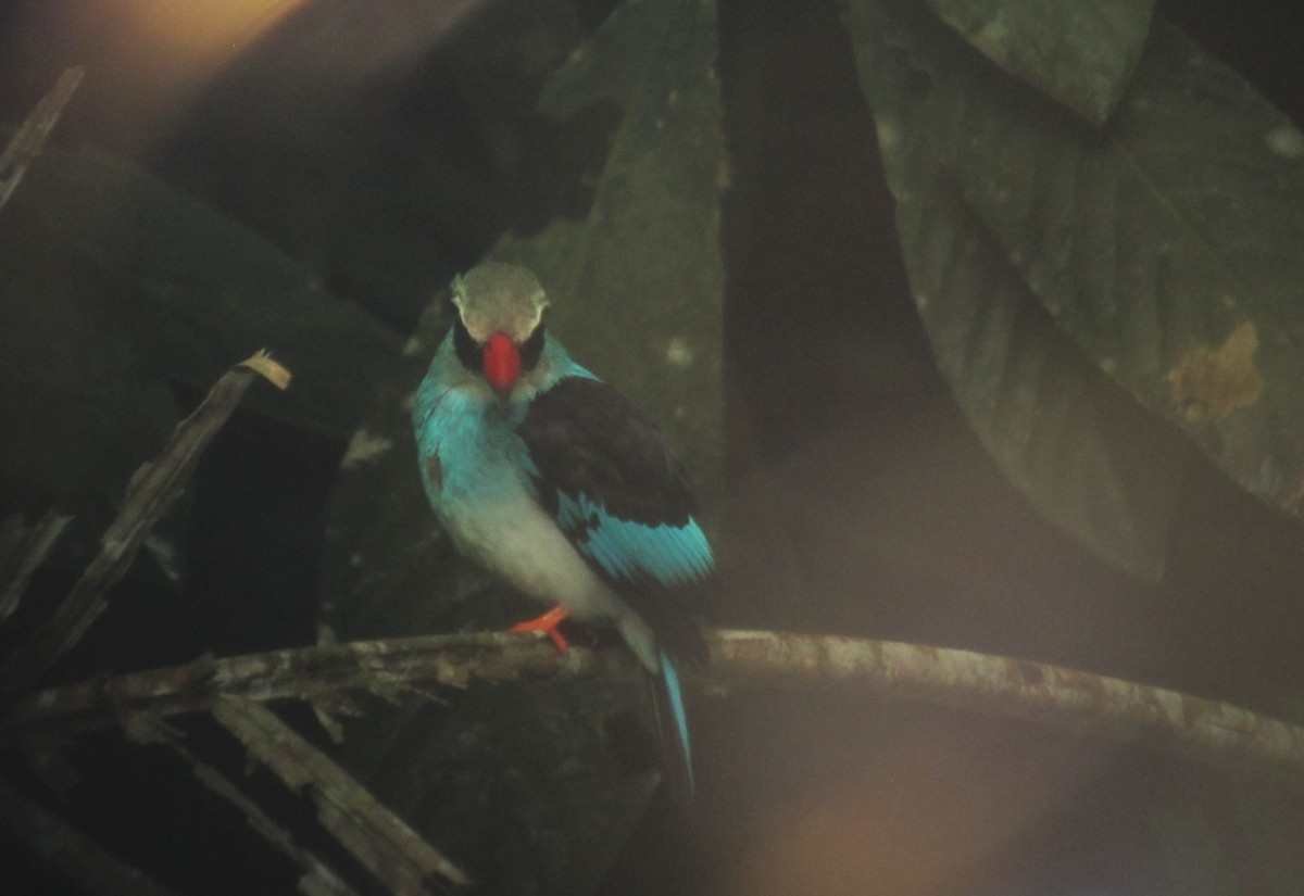 Blue-breasted Kingfisher - ML109584691