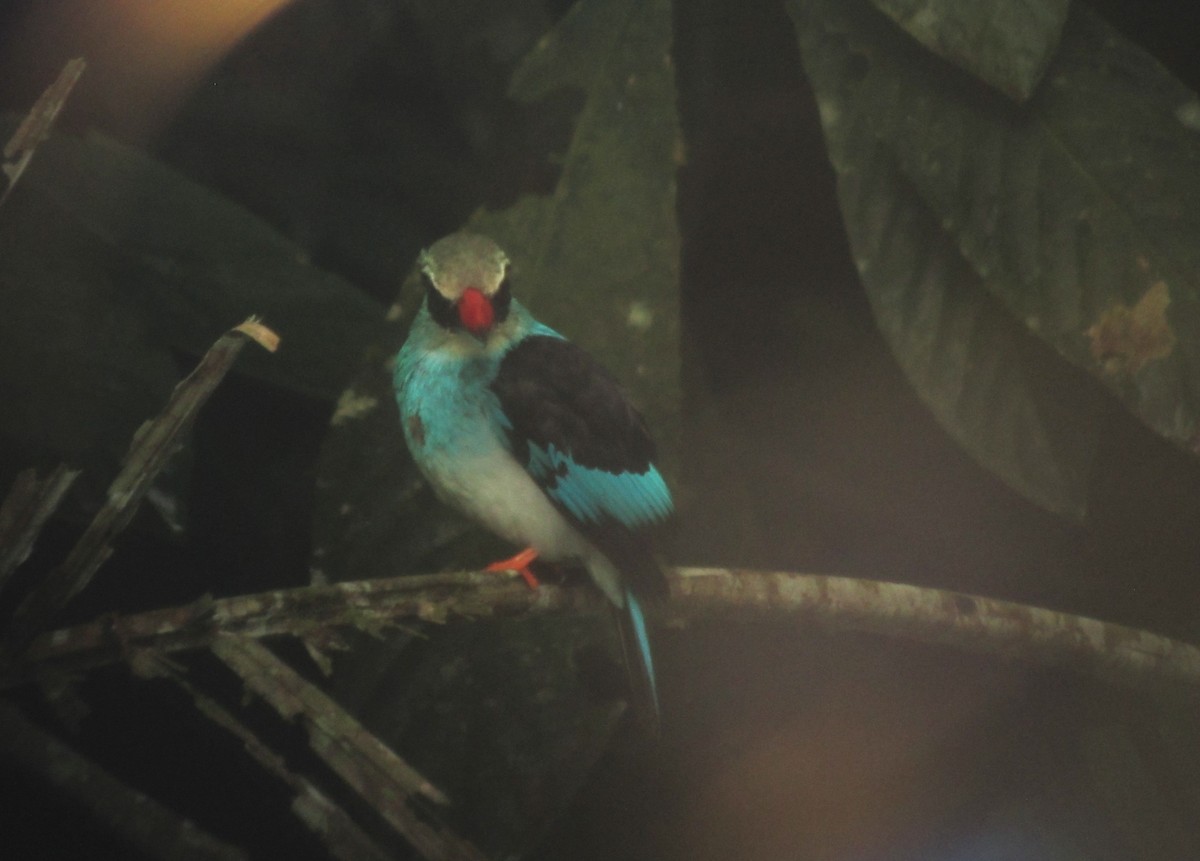 Blue-breasted Kingfisher - ML109584741