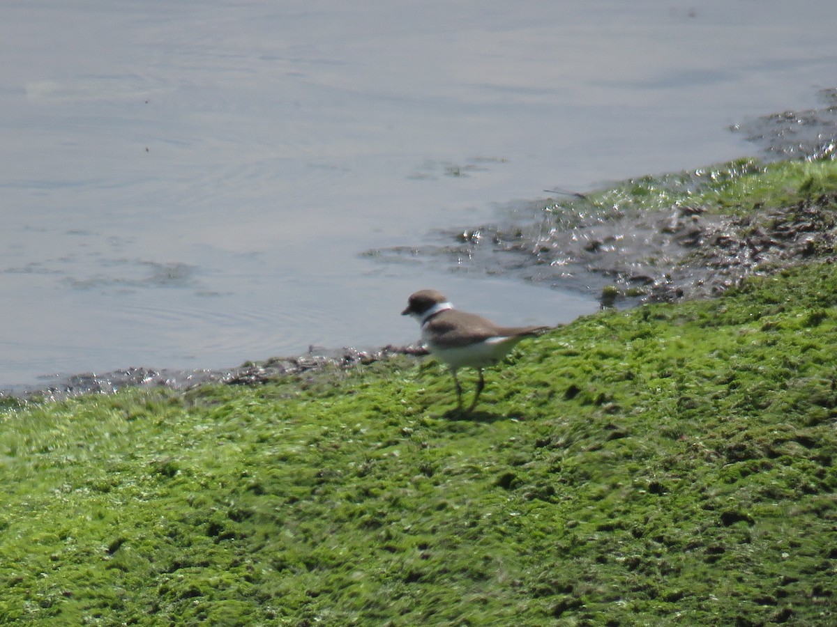Semipalmated Plover - ML109584841