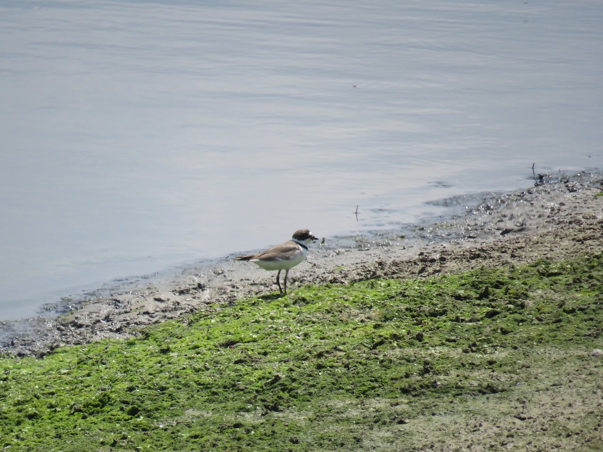 Semipalmated Plover - ML109584901