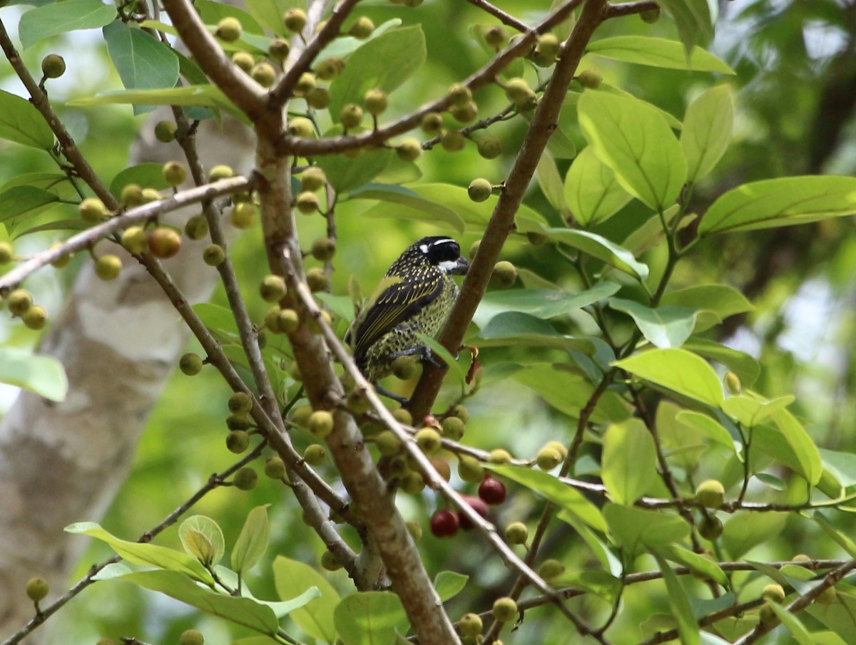 Hairy-breasted Barbet - ML109584921