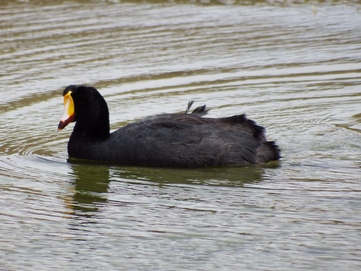 Giant Coot - ML109586721