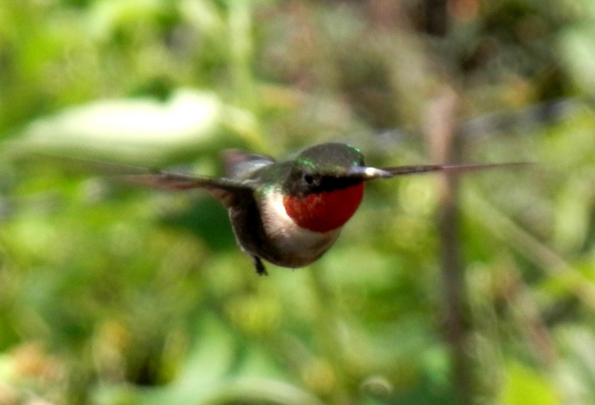 Ruby-throated Hummingbird - ML109586881