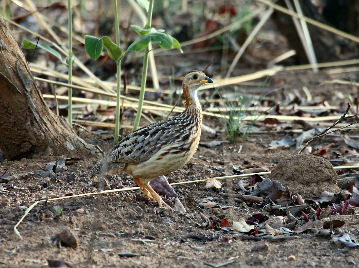 White-throated Francolin - ML109587271