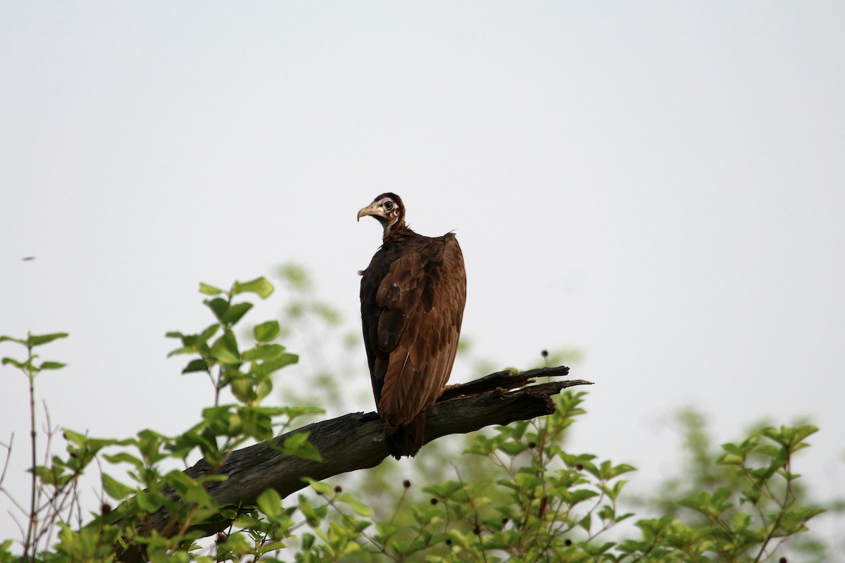 Hooded Vulture - John Drummond