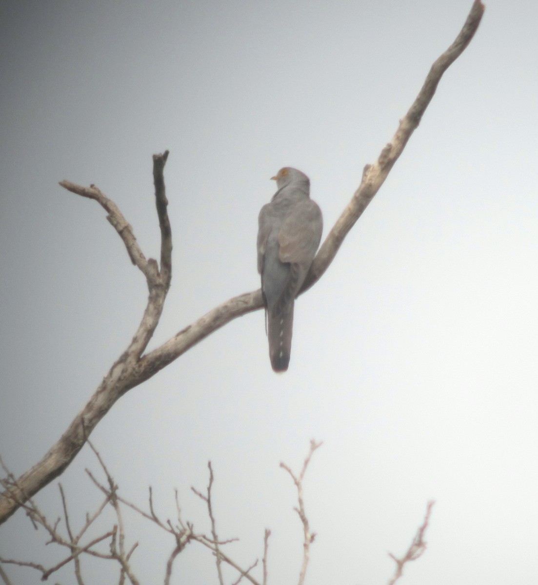 African Cuckoo - John Drummond