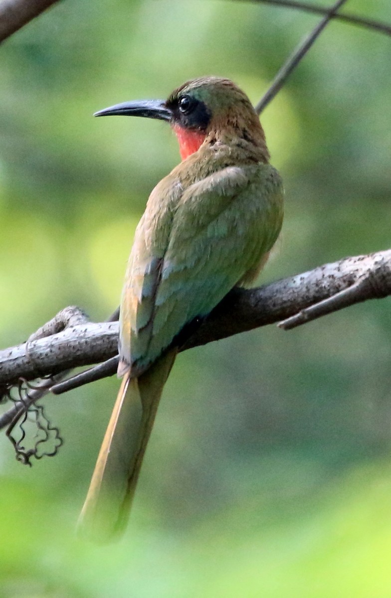 Red-throated Bee-eater - ML109588251